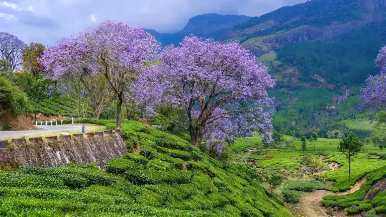  A tranquil view of Munnar, Kerala, showing lush green tea plantations stretching across rolling hills under a soft morning mist, with winding paths weaving through the landscape.